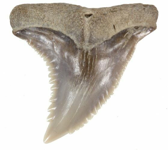 Fossil Hemipristis Shark Tooth - Maryland #42522